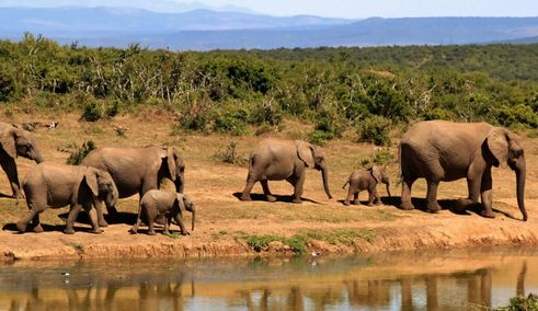 Zuid Afrika safari olifanten bij het water